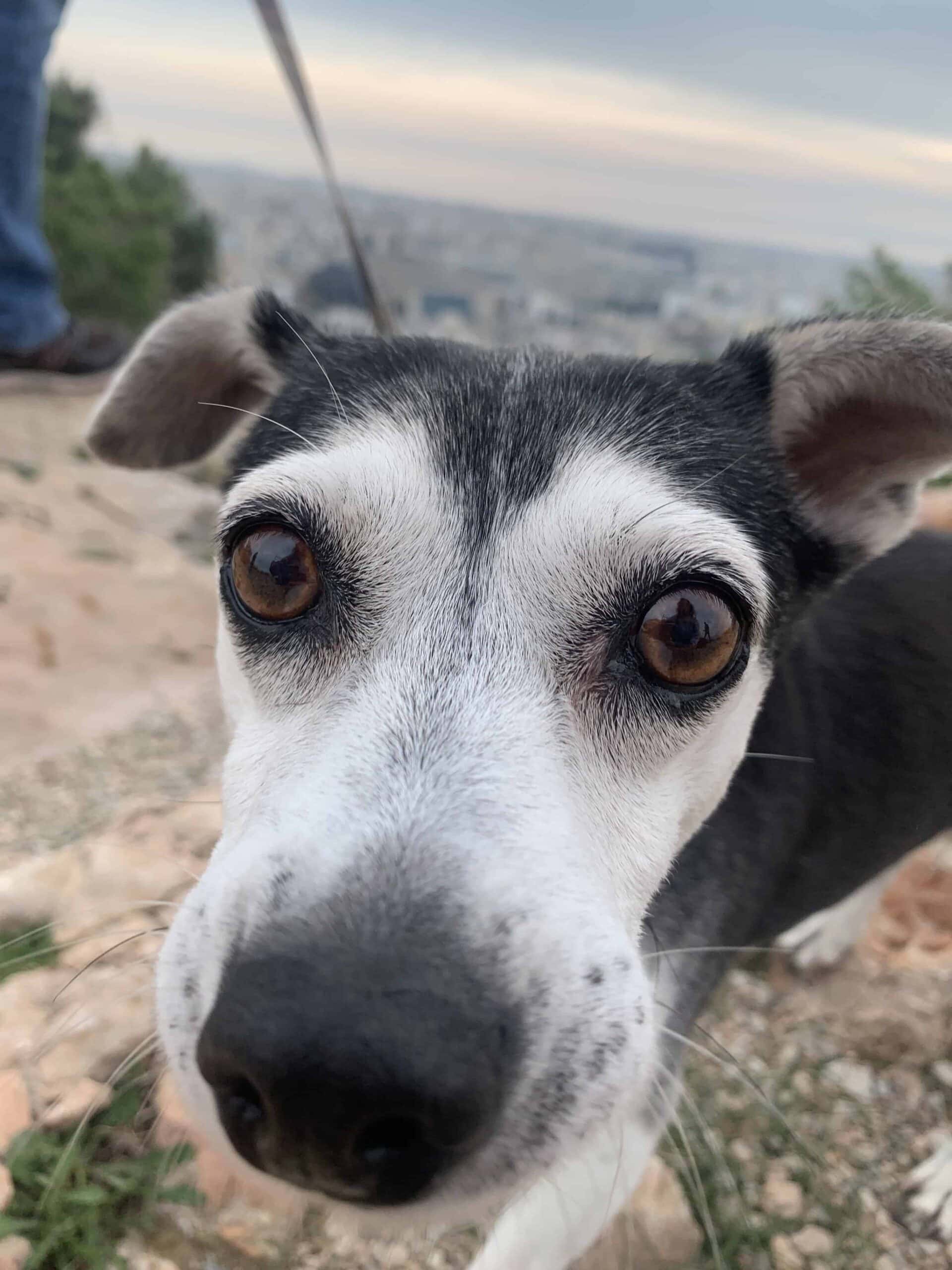 Home Small black and white rescue dog taking a selfie