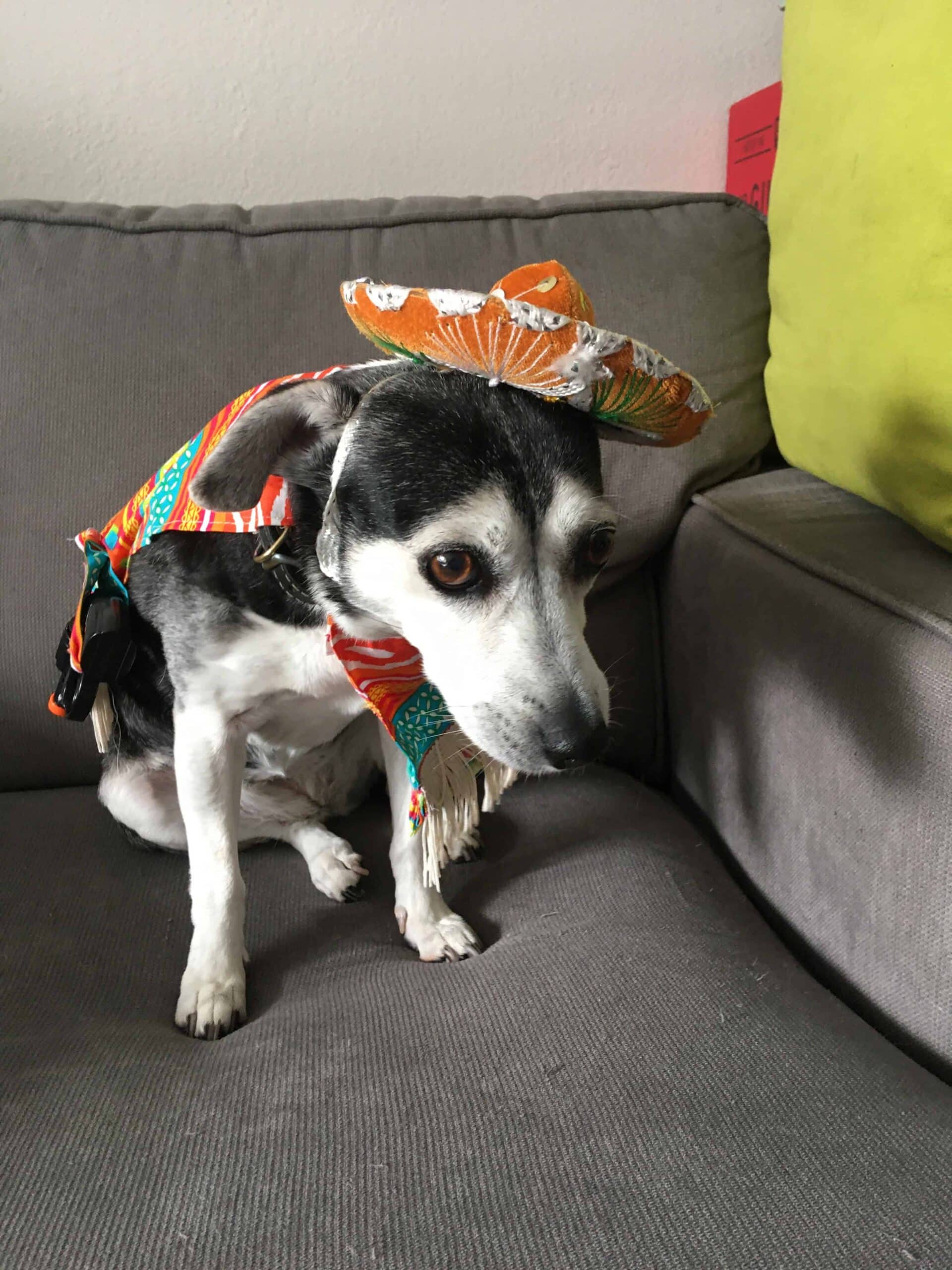 Services Small black and white rescue dog in a sombrero