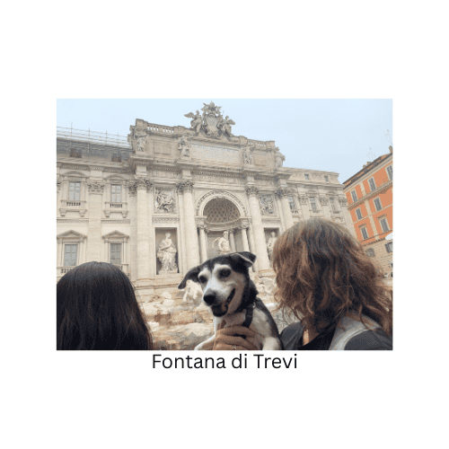 Helpful Links Small black and white rescue dog visiting the Fontana di Trevi