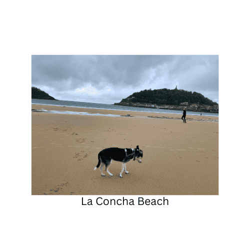 Helpful Links Small black and white rescue dog on La Concha Beach