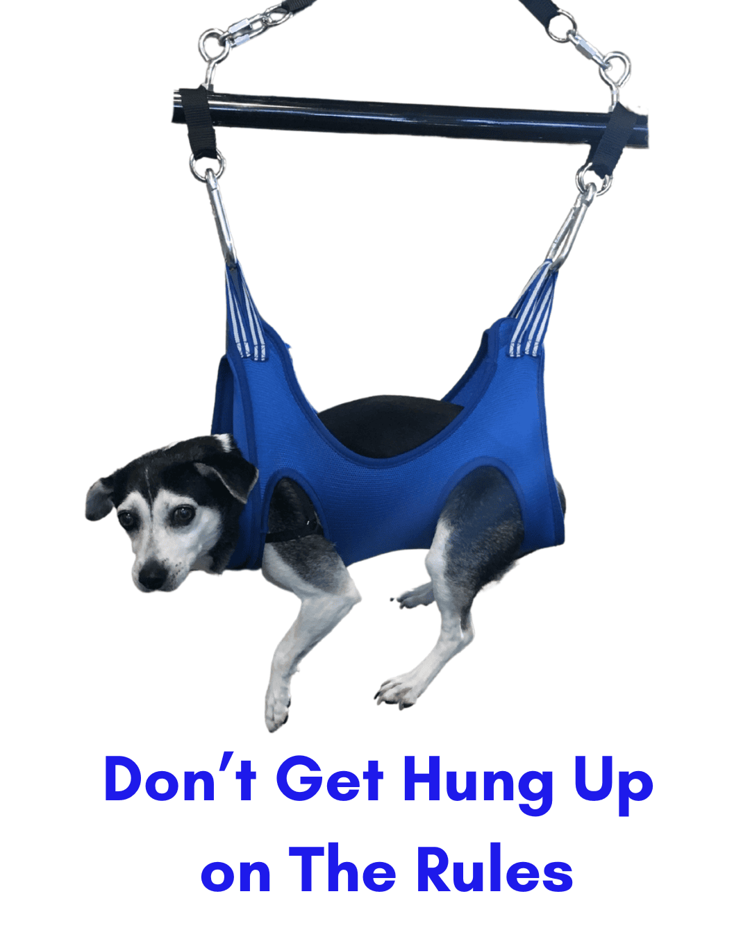 Small black and white rescue dog hanging in a sling